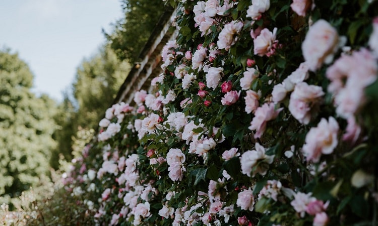 Aménager son petit jardin - Article MDi